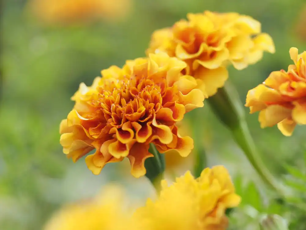 What antioxidants define the potency of Marigold Extract Powder?